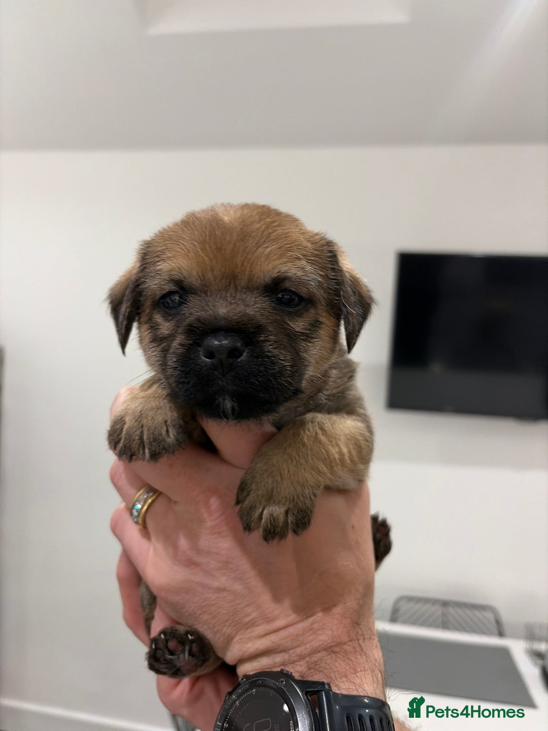 Border Terrier dogs for sale: Beautiful Border Terrier Puppies - Advert 7