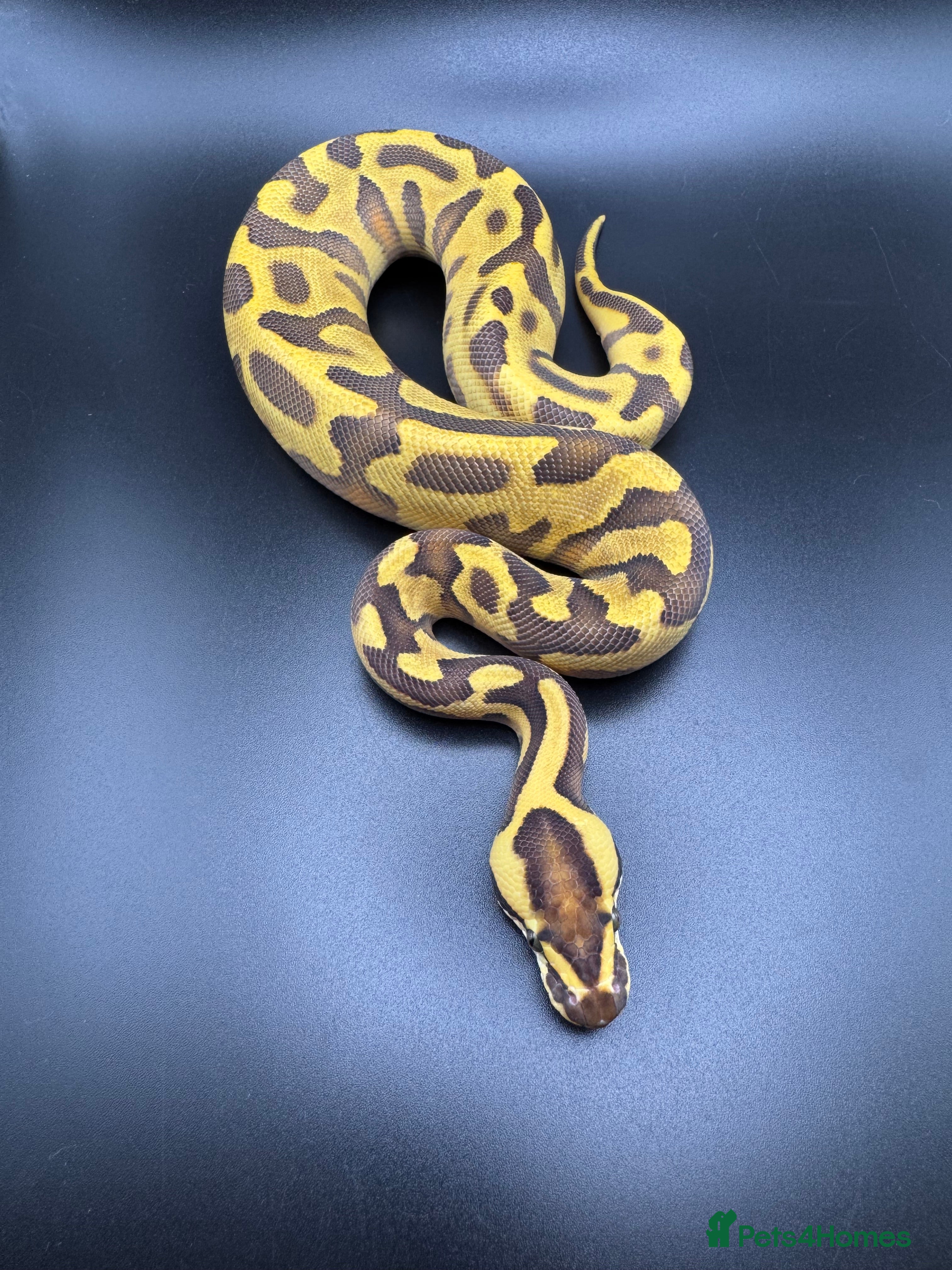 Python Snake reptiles Male Orange Dream Leopard Enchi Het Hypo - Advert 3