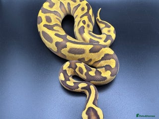 Python Snake reptiles Male Orange Dream Leopard Enchi Het Hypo - Advert 1