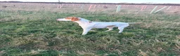Pointer dogs for sale: Gorgeous English Pointer Puppies - Advert 4