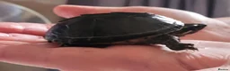 Turtle reptiles for sale: Black musk turtle and tank in Walsall - Advert 6