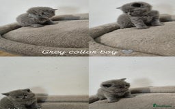 British Shorthair cats for sale: British Shorthair kittens  - Image 6