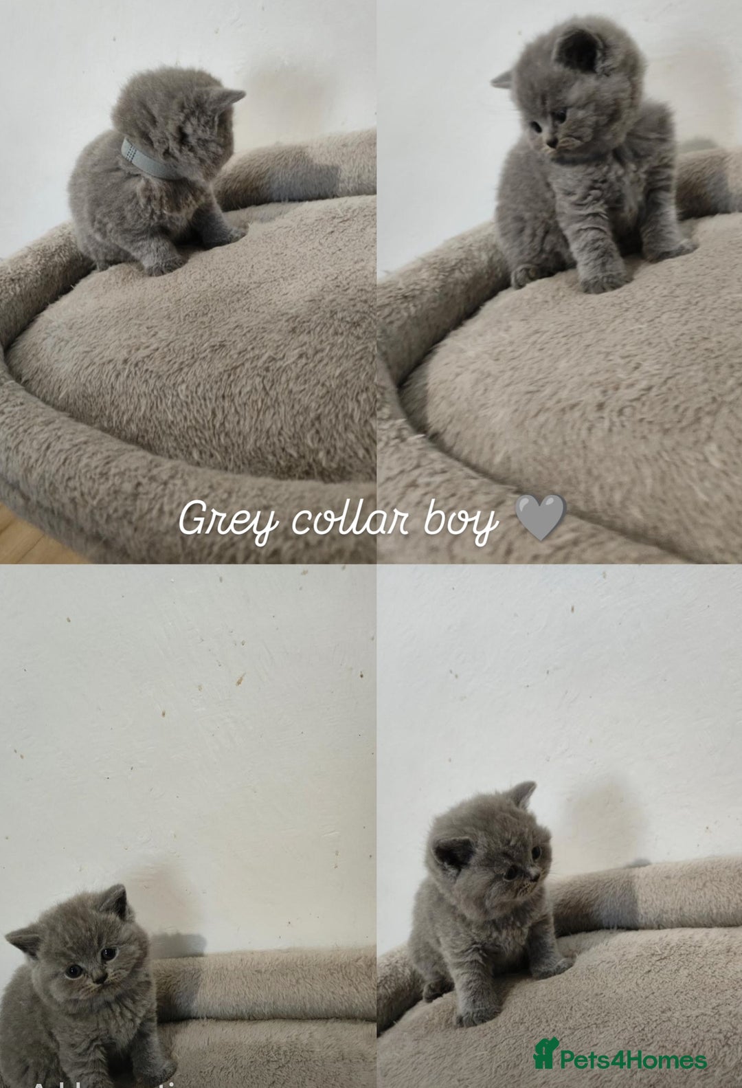 British Shorthair cats for sale: British Shorthair kittens  - Image 6
