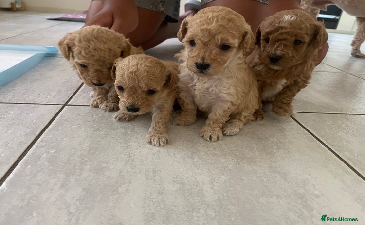 Maltipoo dogs - Advert 2