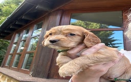 Cocker Spaniel dogs for sale: Upcoming Litter: KC Working Cocker Puppies - Image 32