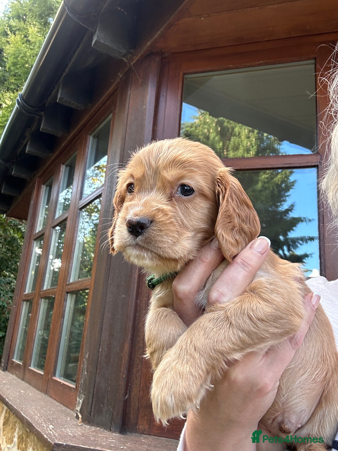 Cocker Spaniel dogs for sale: Upcoming Litter: KC Working Cocker Puppies - Image 32