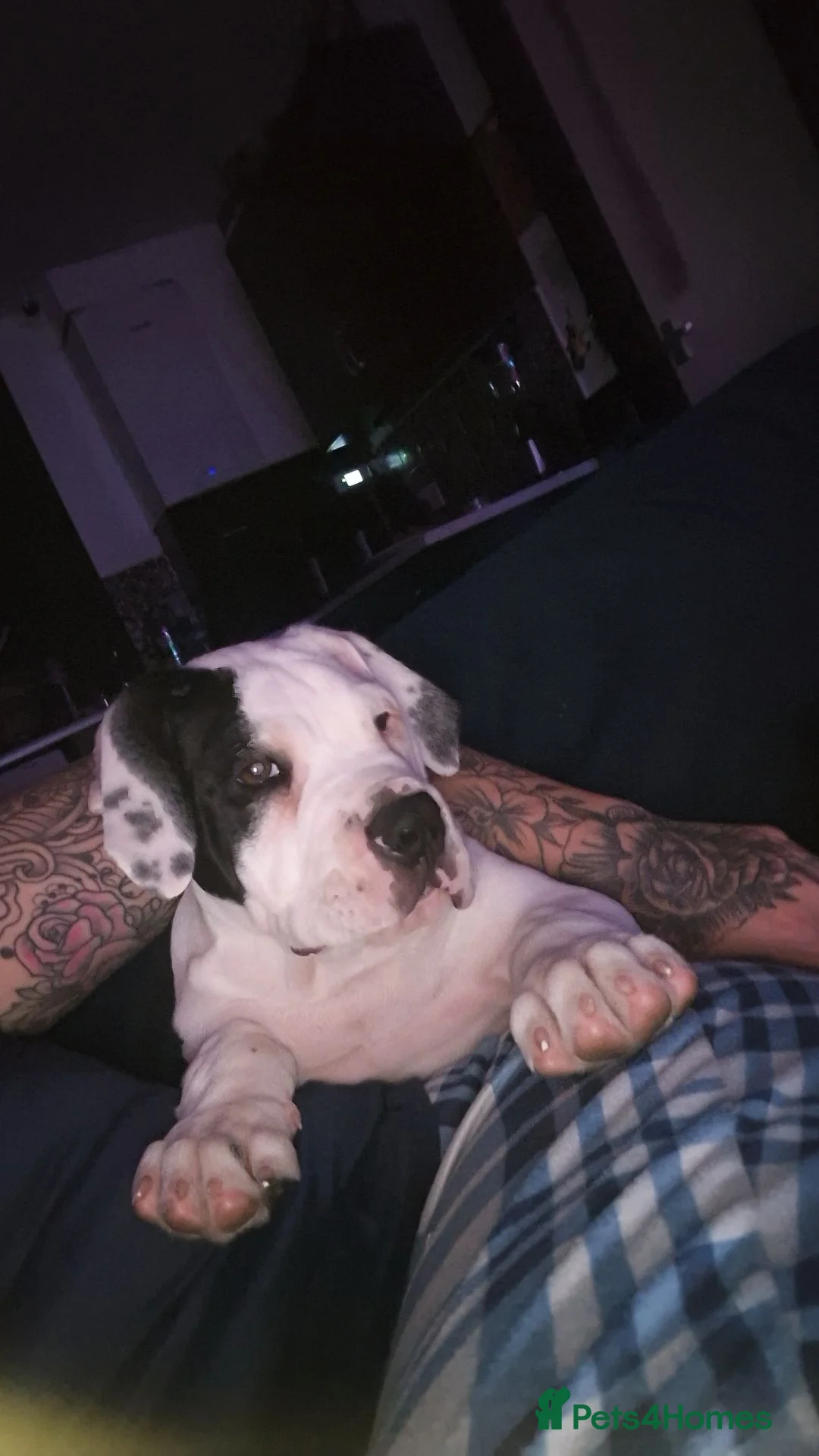 Cane Corso dogs for sale: Cane corso pup - Advert 2