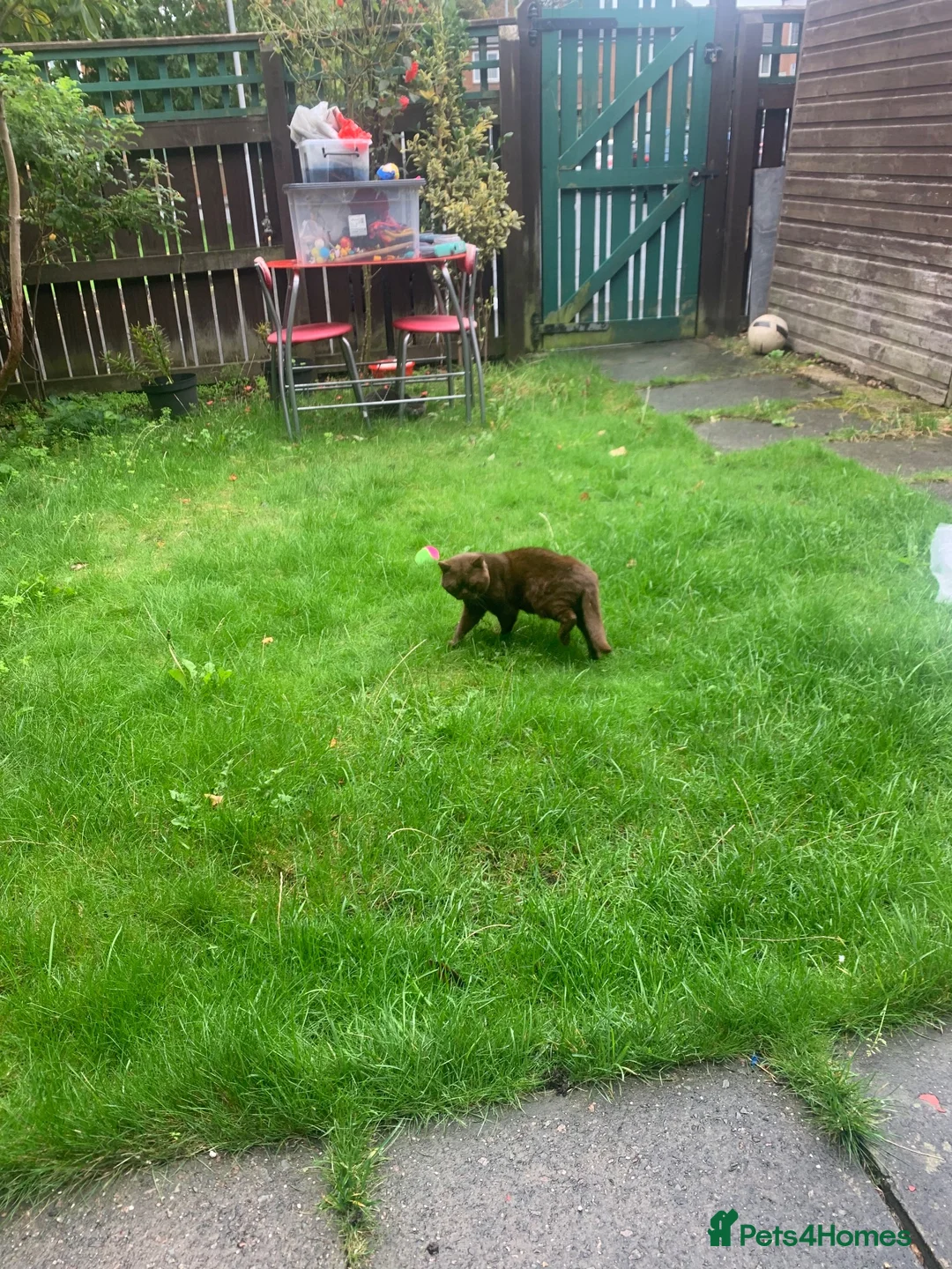British Shorthair cats for sale: brownie - Advert 7