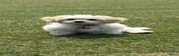 Cavachon dogs for sale: White cavachon boy puppy - Advert 4