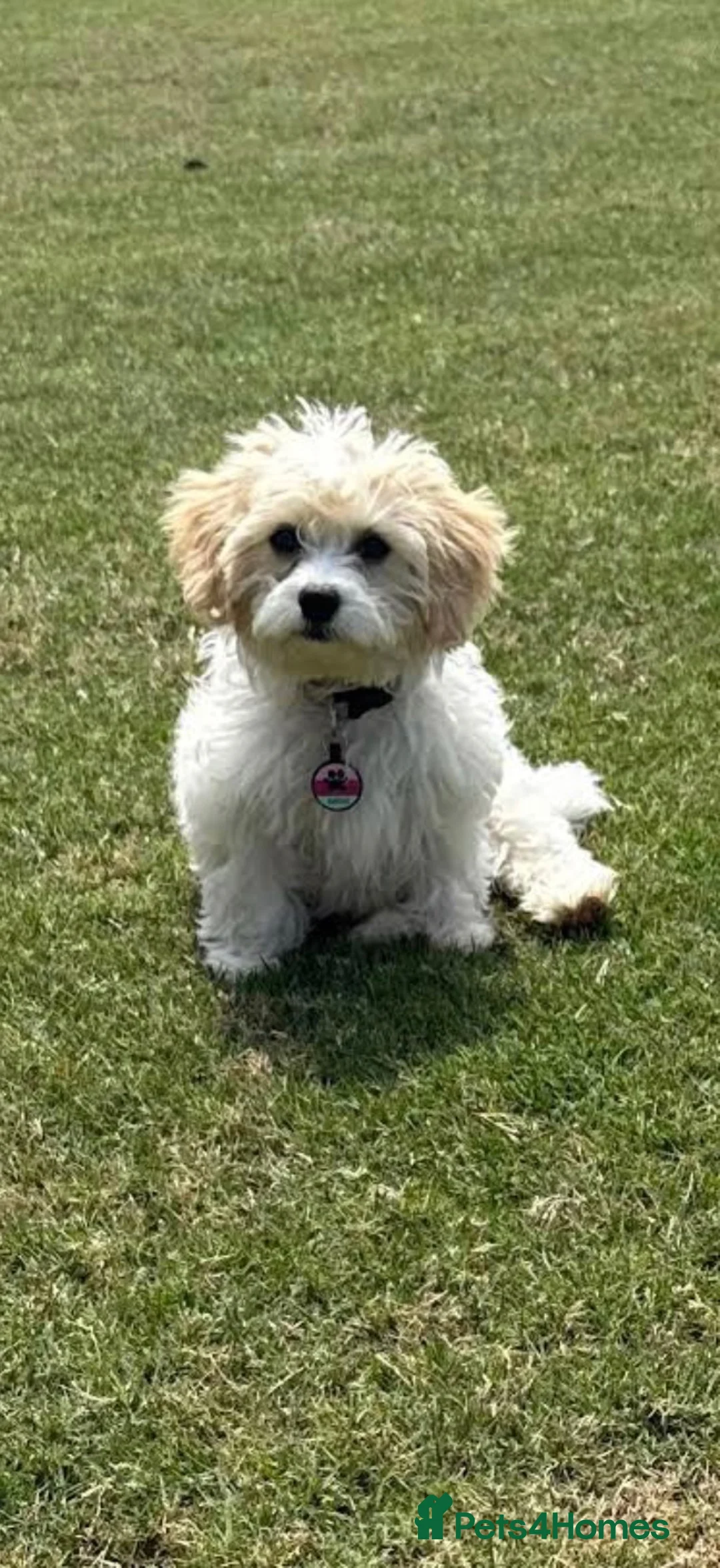 Cavachon dogs for sale: White cavachon boy puppy - Advert 4