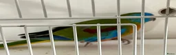 Parakeets birds for sale: Proven pair of Turquoise Grass Parakeet - Advert 2