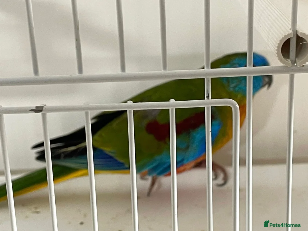 Parakeets birds for sale: Proven pair of Turquoise Grass Parakeet - Advert 2