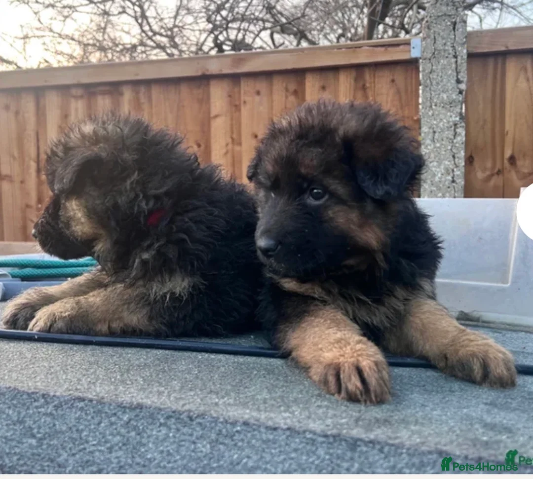 Golden Shepherd dogs for sale: 6 German Shepherd puppies long coat  - Advert 5