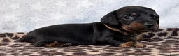 Miniature Dachshund dogs for sale: 🏆KC Registered Miniature Dachshund Puppies 🐾  - Advert 8