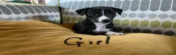 Whippet dogs for sale: Whippet x Italian greyhound puppies 75%:25% - Advert 7