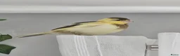 Canaries birds for sale: 1 female and 3 male canaries for sale in Aberdeen - Advert 3