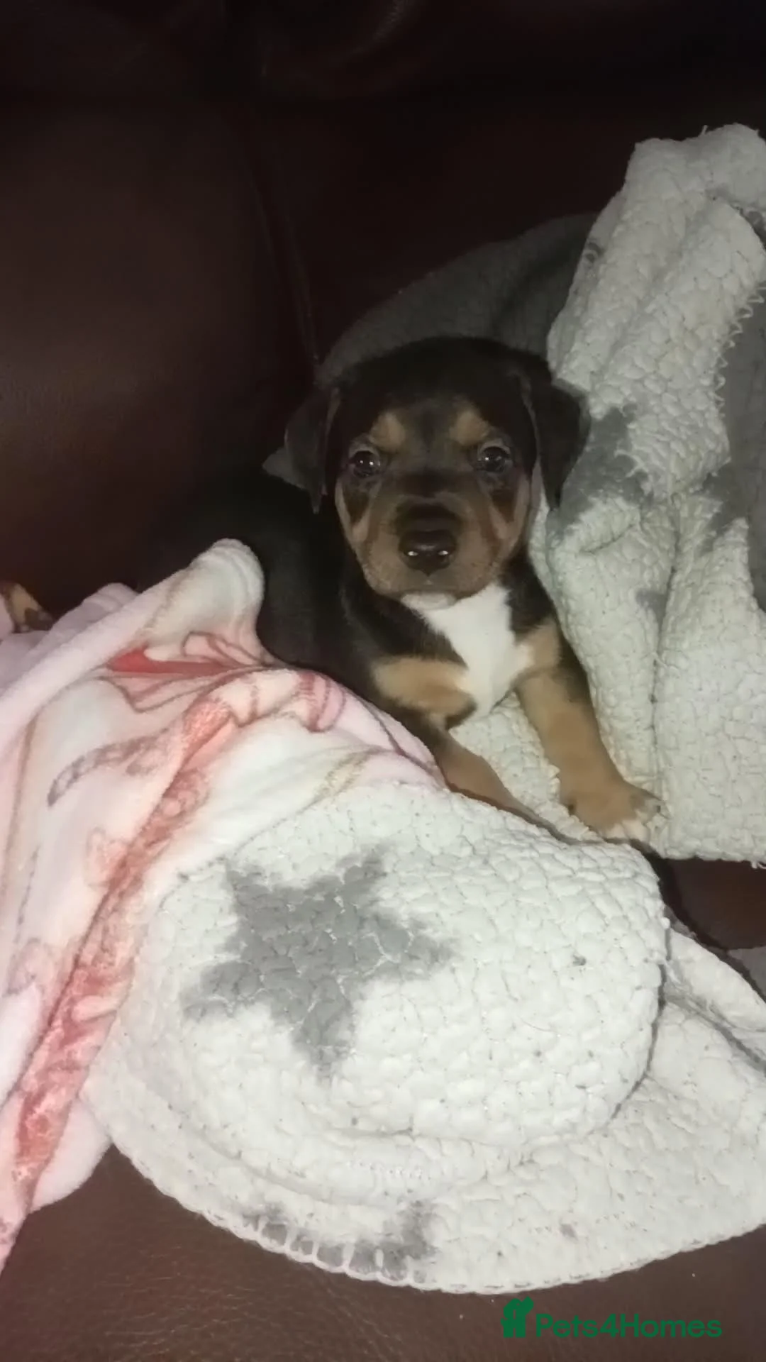 Mixed Breed dogs for sale: Marley  - Advert 6