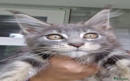 Maine Coon cats for sale: Maine coon kittens  - Image 5