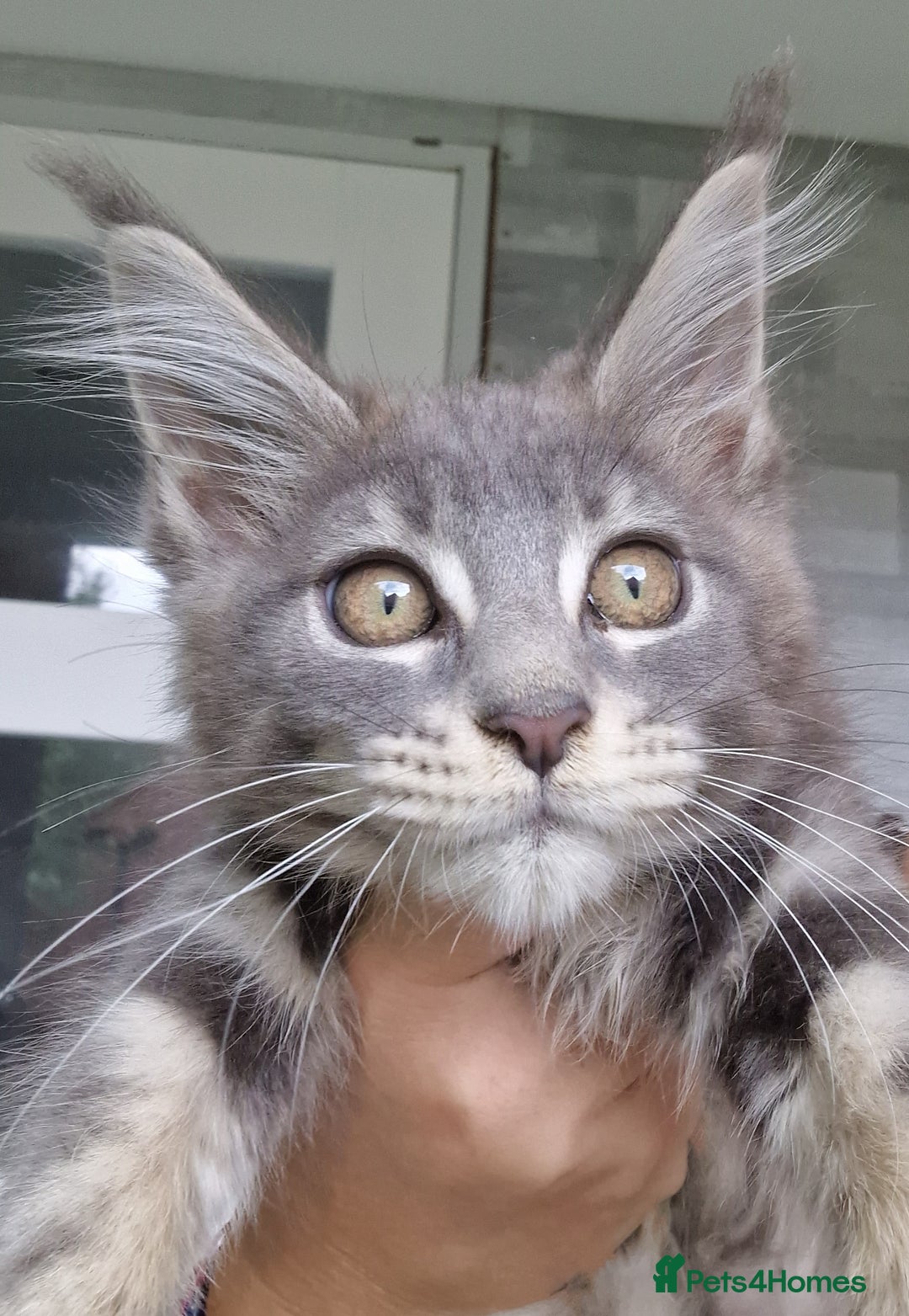 Maine Coon cats for sale: Maine coon kittens  - Image 5