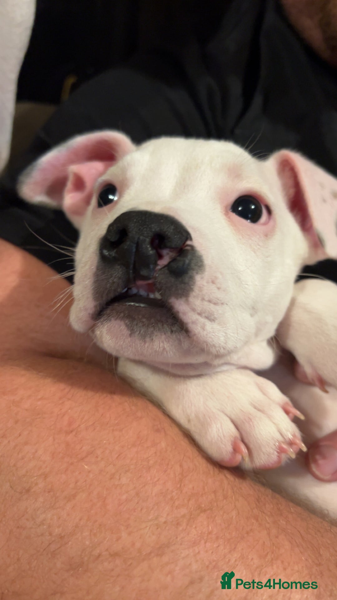 Mixed Breed dogs for sale: American bulldog x staffy - Advert 7