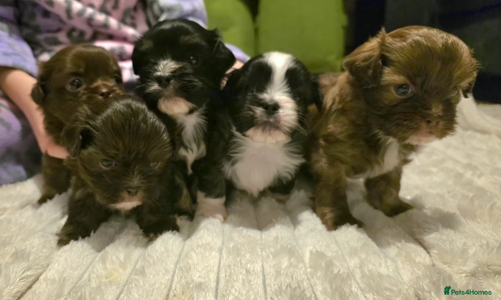 Shih Tzu dogs 5 adorable Shihtzu puppies  - Advert 1