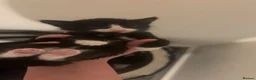 Domestic Shorthair cats for sale: 3 black and white kittens in Birmingham - Advert 5