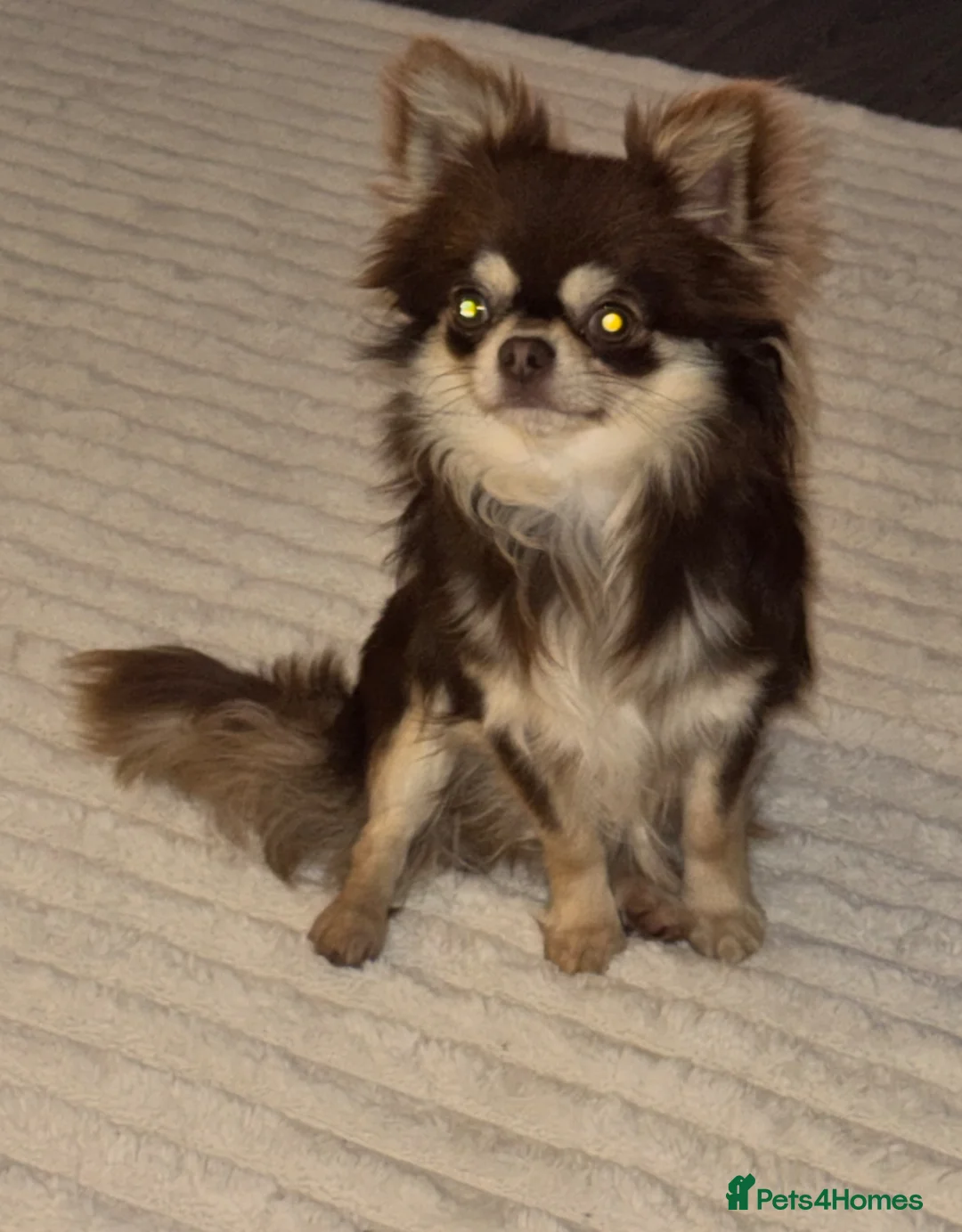 Chihuahua dogs for sale: Choc&cream chihuahua boy - Advert 3