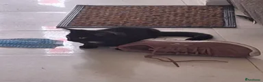 Domestic Shorthair 4