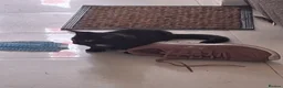 Domestic Shorthair cats for sale: Russian Blue × Bengal Mixed Kittens – 4 available - Advert 27