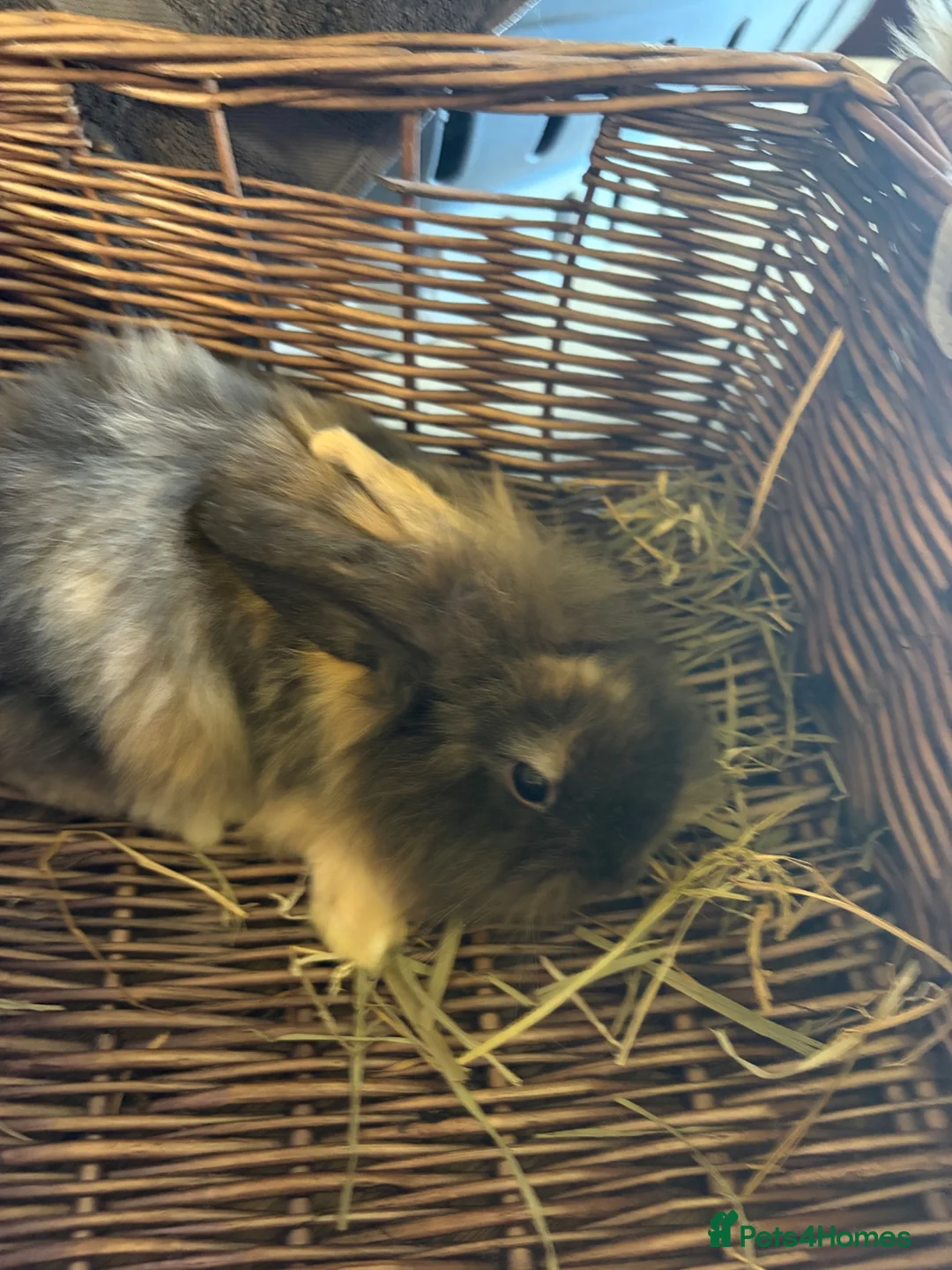 Mixed Breed rabbits for sale: Beautiful lion lops  for sale  - Advert 10