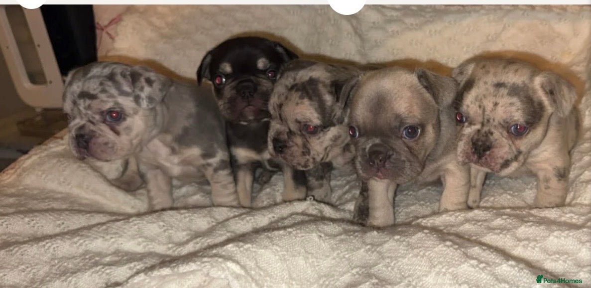 French Bulldog dogs French bulldogs females - Advert 3