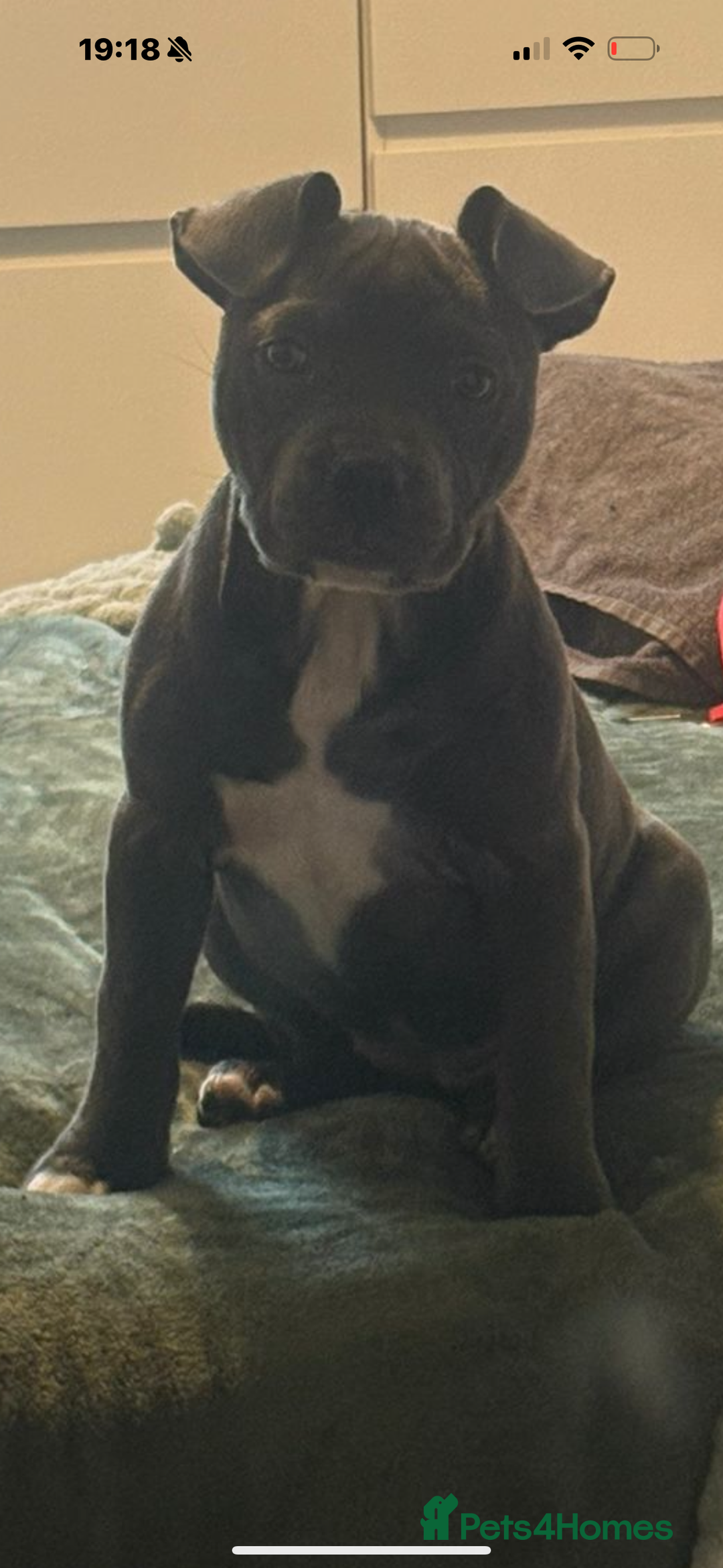 Mixed Breed dogs for sale: Frenchie ** taff - Advert 3