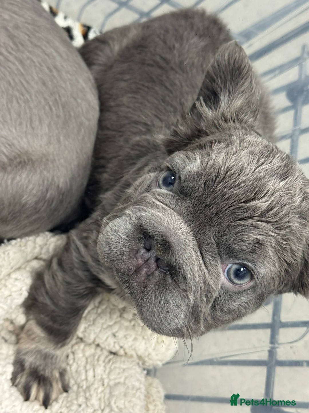 French Bulldog dogs for sale: **REDUCED**FLUFFY  FULL FLUFFY FRENCHBULLDOGS😍😍 - Advert 8