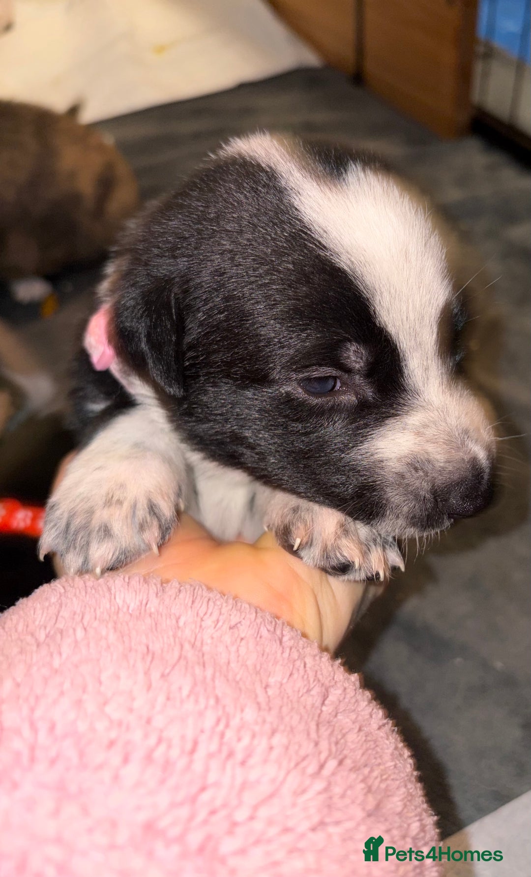 Mixed Breed dogs for sale: 8 beautiful pups for sale - Advert 12