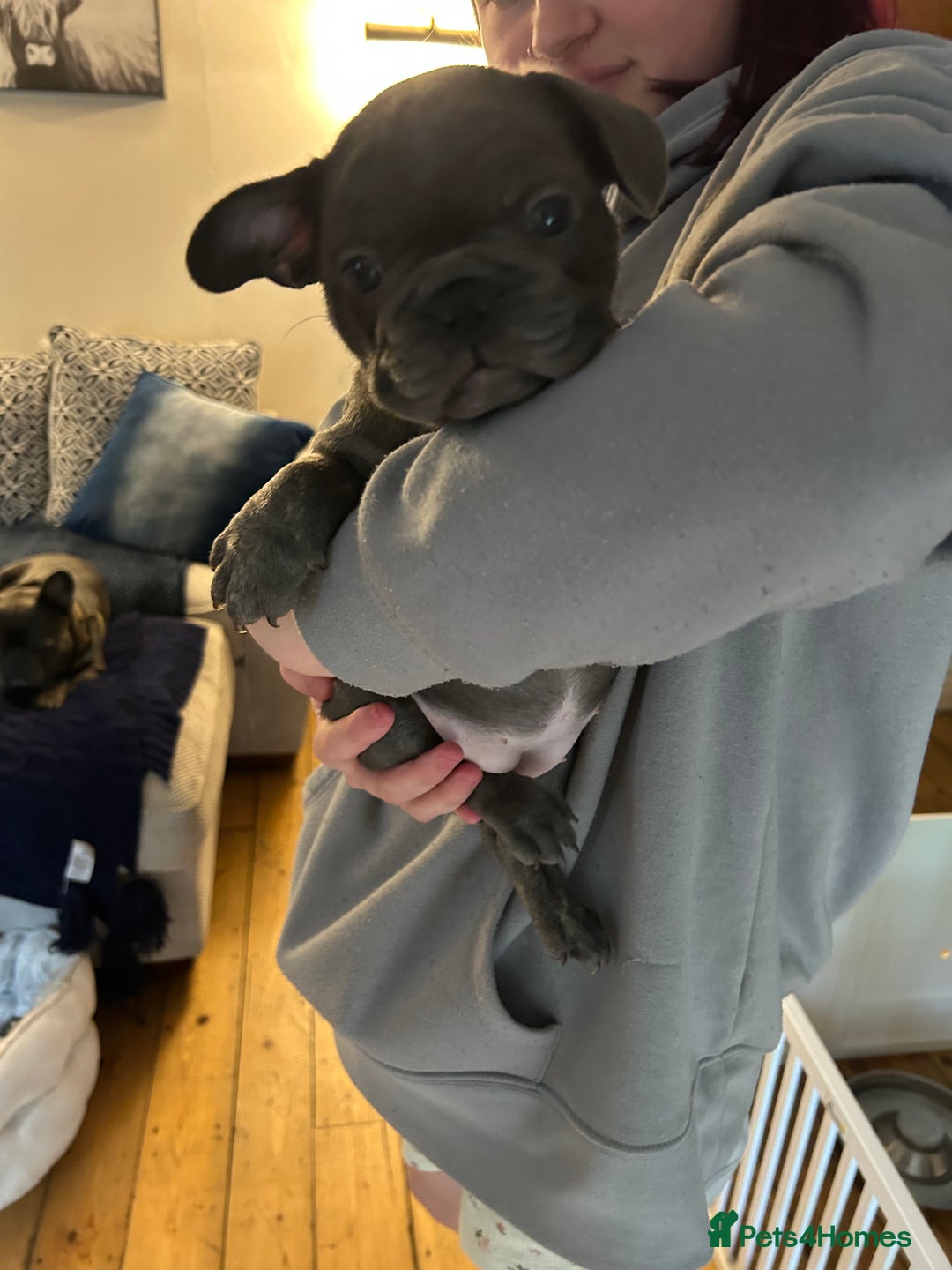French Bulldog dogs for sale: ✨ REDUCED! STUNNING FRENCHIES LILAC TAN PIED 😍 - Image 16