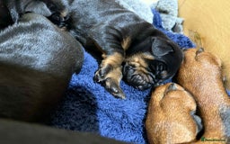 Dobermann dogs for sale: EUROPEAN DOBERMAN PUPPIES in Walsall - Image 2