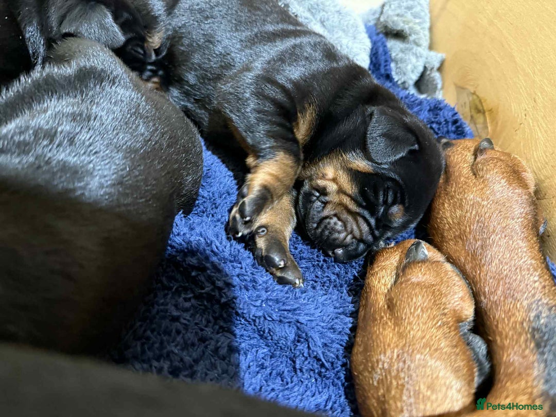 Dobermann dogs for sale: EUROPEAN DOBERMAN PUPPIES in Walsall - Image 2