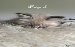 Ragdoll cats for sale: Exquisite GCCF Registered Ragdoll Kittens - Image 15
