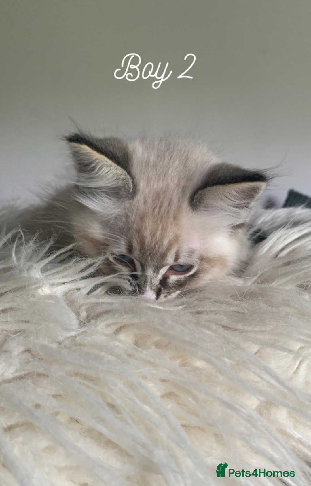 Ragdoll cats for sale: Exquisite GCCF Registered Ragdoll Kittens - Image 15