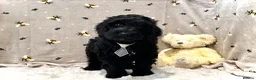 Cockapoo dogs for sale: ❤️Gentle & Affectionate Mini DNA CLEAR F1 Cockapoo - Advert 5