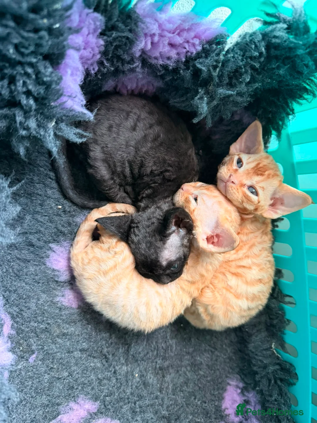 Devon Rex cats for sale: Devon rex kittens / red  - Advert 4