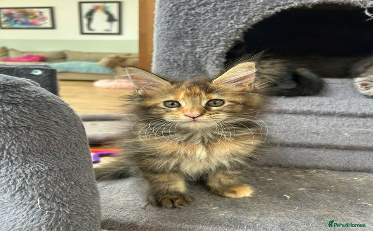 Maine Coon cats in Great Missenden - Advert 4