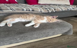 Maine Coon cats for sale: Xl Beautiful Mainecoon kittens for sale - Image 16