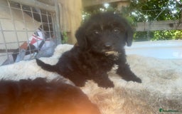 Doxiepoo dogs for sale: Doxiepoos - Image 15