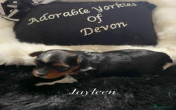 Biewer Terrier dogs for sale: ❗️1 GIRL LEFT ❗️BIEWER YORKSHIRE TERRIER❤️ - Image 9
