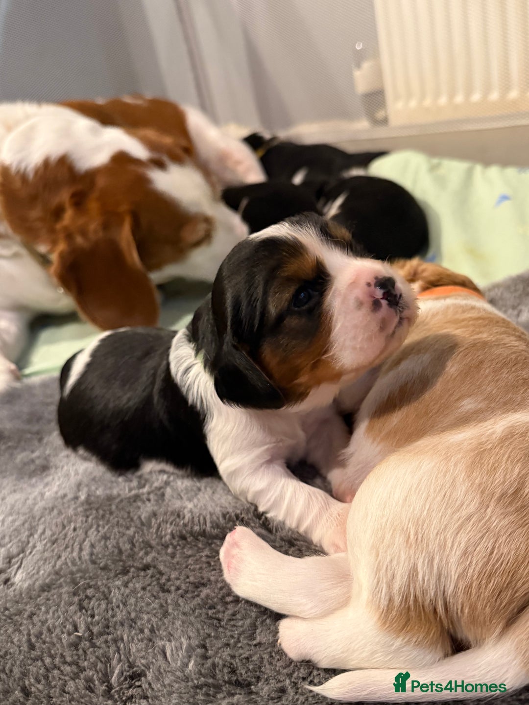 Beaglier dogs for sale: Beautiful Girl Puppies Looking for Loving Homes - Advert 9