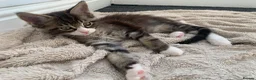 Mixed Breed cats for sale: READY TO GO !!! Mixed breed Maine Coons  in Hull - Advert 1