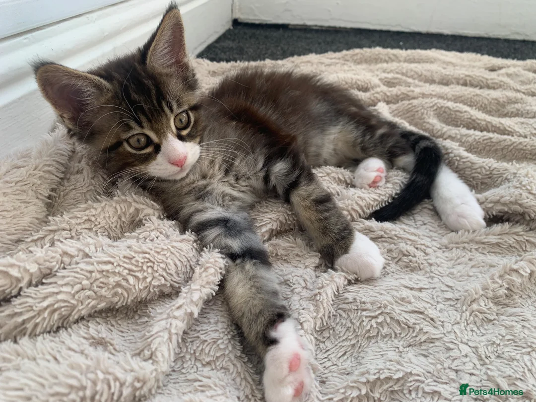 Mixed Breed cats for sale: READY TO GO !!! Mixed breed Maine Coons  in Hull - Advert 1