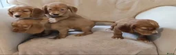Cocker Spaniel dogs for sale: Cocker spaniel puppies in Middlesbrough - Advert 5