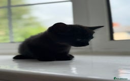 Mixed Breed cats for sale: Little kittens  - Image 4